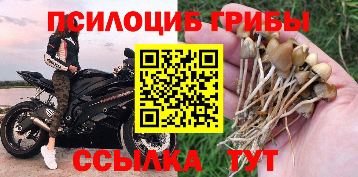 Можайск  Псилоцибиновые грибы Cubensis  Вход с VPN 